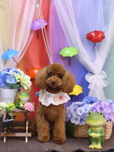 20230616モモちゃん